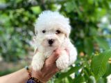 Sifir Numara Maltese