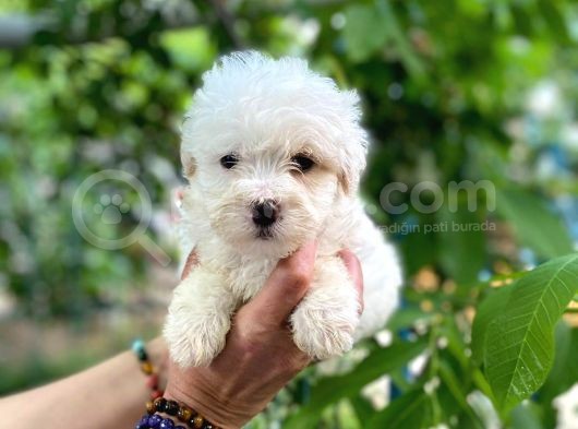 Sifir Numara Maltese görsel