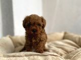 RED BROWN TOY POODLE
