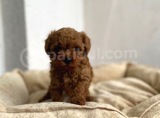 Red Brown Toy Poodle