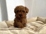 Red Brown Toy Poodle