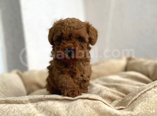 Red Brown Toy Poodle görsel