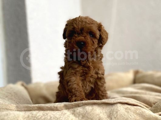Red Brown Toy Poodle görsel