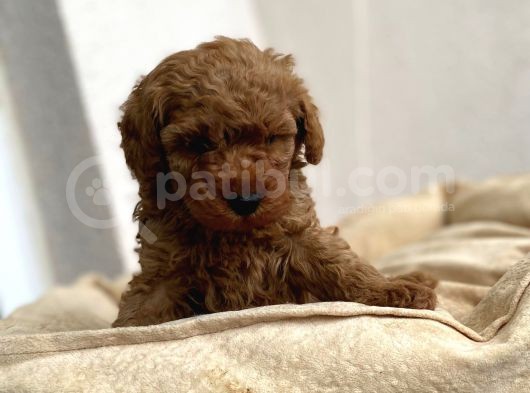 Red Brown Toy Poodle görsel
