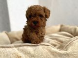 Red Brown Toy Poodle