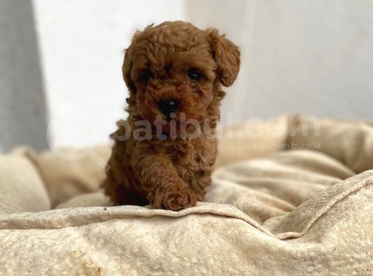 Red Brown Toy Poodle görsel