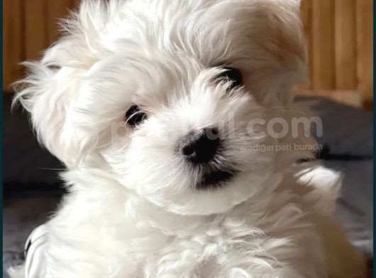 Koree Kan Teacup Maltese görsel