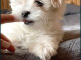 Koree Kan Teacup Maltese