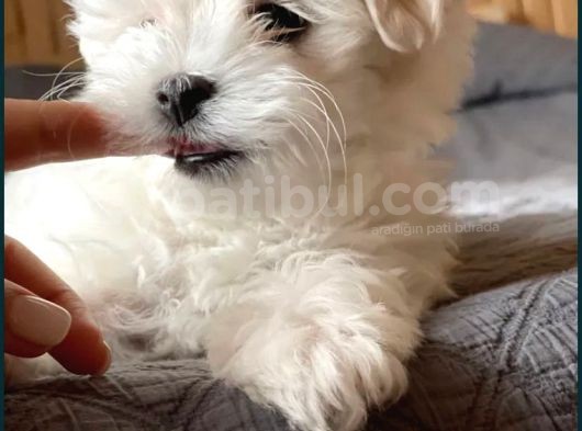 Koree Kan Teacup Maltese görsel