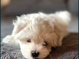 Koree Kan Teacup Maltese