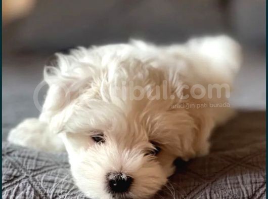 Koree Kan Teacup Maltese görsel