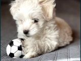 Koree Kan Teacup Maltese