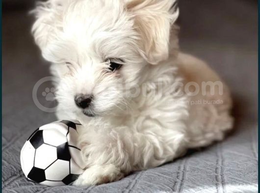 Koree Kan Teacup Maltese görsel