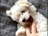koree kan teacup maltese