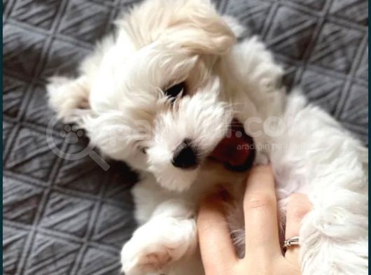 Koree Kan Teacup Maltese