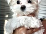 Teacup Maltese Yavrular