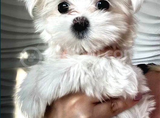Teacup Maltese Yavrular görsel