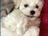 teacup maltese yavrular