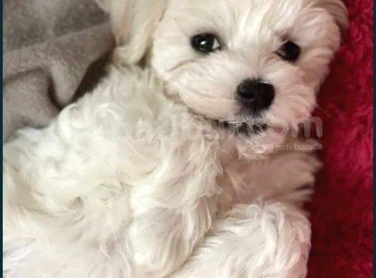 Teacup Maltese Yavrular