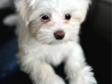 Teacup Maltese Yavrular