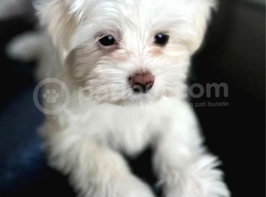 Teacup Maltese Yavrular görsel