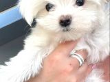 Teacup Maltese Yavrular