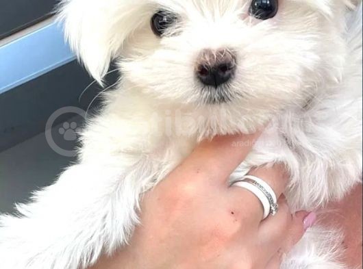 Teacup Maltese Yavrular görsel