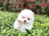 Tedy Bear Boo Yavrular
