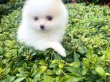 Tedy Bear Boo Yavrular