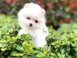 Tedy Bear Boo Yavrular