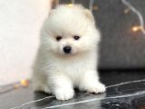 Tedy Bear Boo Yavrular