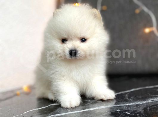 Tedy Bear Boo Yavrular görsel