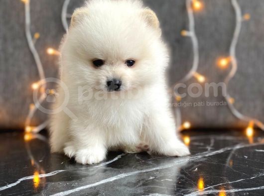 Tedy Bear Boo Yavrular görsel