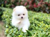Tedy Bear Boo Yavrular