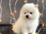 Tedy Bear Boo Yavrular