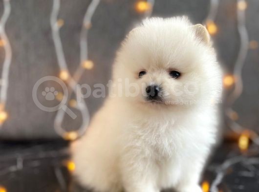 Tedy Bear Boo Yavrular görsel