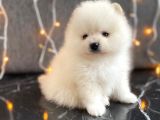 tedy bear boo yavrular