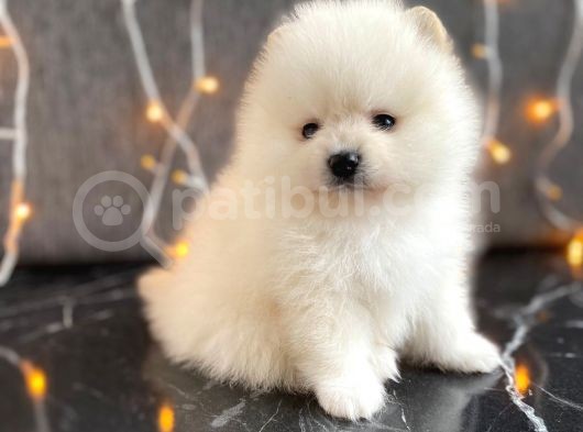 Tedy Bear Boo Yavrular