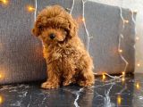 a scr li teacup red brown poodle