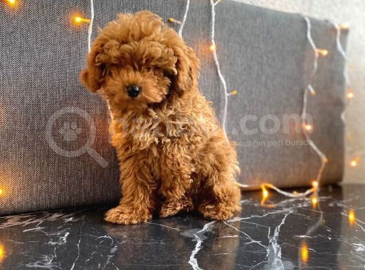 A Scr Li Teacup Red Brown Poodle