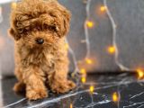 A Scr Li Teacup Red Brown Poodle
