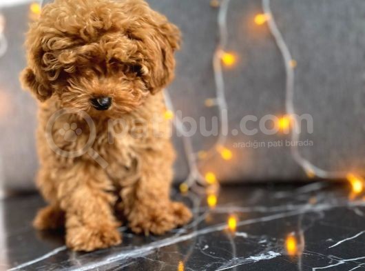 A Scr Li Teacup Red Brown Poodle görsel