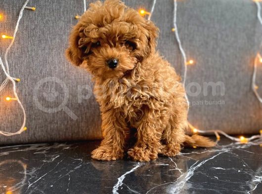 A Scr Li Teacup Red Brown Poodle görsel
