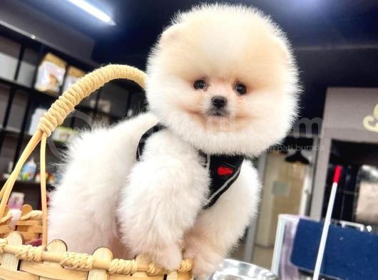 Ayı Surat Teacup Boo Yavru görsel