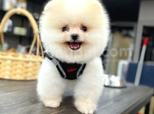 Ayı Surat Teacup Boo Yavru