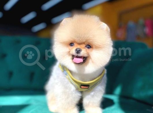 Ayı Surat Pomeranian Yavru