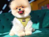 Ayı Surat Pomeranian Yavru