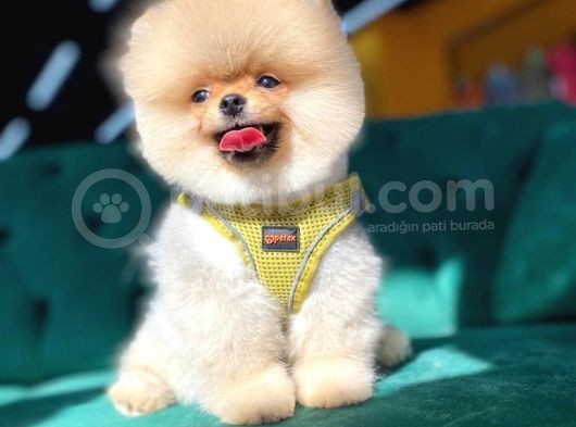 Ayı Surat Pomeranian Yavru görsel