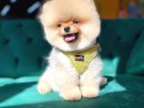 Ayı Surat Pomeranian Yavru