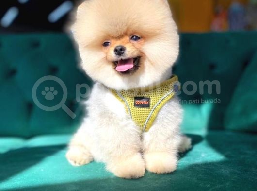 Ayı Surat Pomeranian Yavru görsel